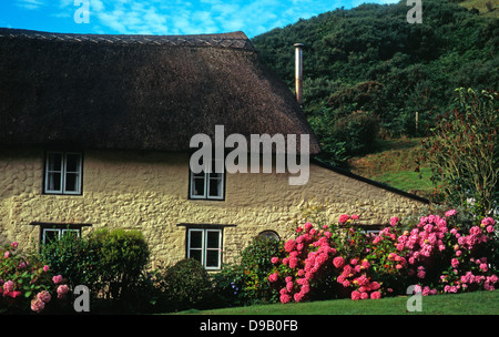 Un tipico e tradizionale, piuttosto, tetto thatched cottage, dipinta di color crema, con sfondo di collina, Devon, Inghilterra, Regno Unito. Foto Stock