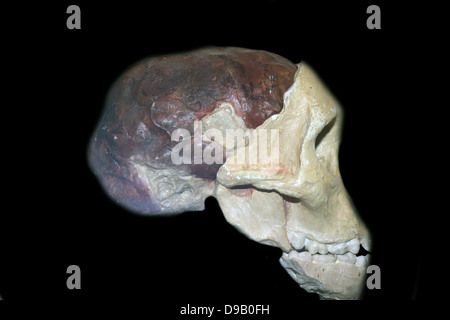 Una parte del cranio e cervello cast di un giovane gracile australopithecine, Australopithecinus africanus. Originale nell'Università di Witwatersrand, Johannesburg, Sud Africa. Foto Stock