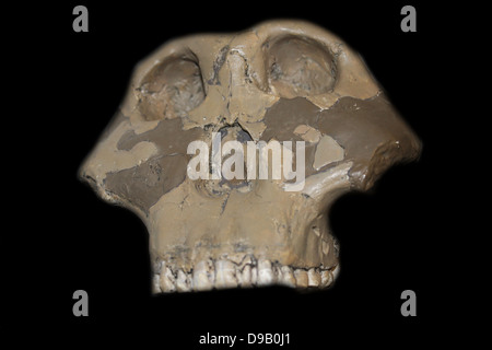 Una parte del cranio di un australopithecine - originariamente chiamato Zinjanthropus boisei, ora chiamato talvolta Paranthropus boisei. Originale in Tanzania dal Museo Nazionale di Dar es Salaam. Foto Stock