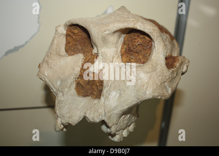 Una parte del cranio di un australopithecine - originariamente chiamato Paranthropus crassidens. Originale nel Museo del Transvaal Pretoria, Sud Africa. Foto Stock