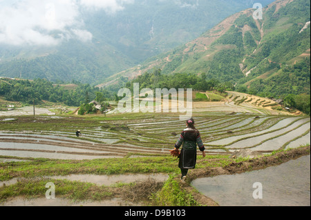 Sapa regione nel Nord Vietnam - campi di riso Foto Stock