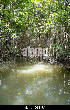 La foresta di mangrovie lungo il fiume Pak Nam Krabi in Thailandia Foto Stock