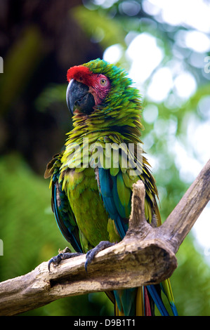 Un pappagallo verde con increspato le piume appollaiato su un ramo Foto Stock