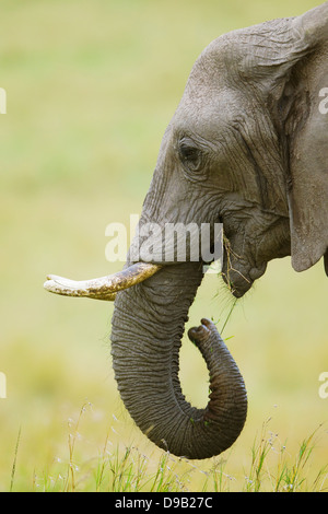 Elephant close-up verticale, il Masai Mara, Kenya Foto Stock