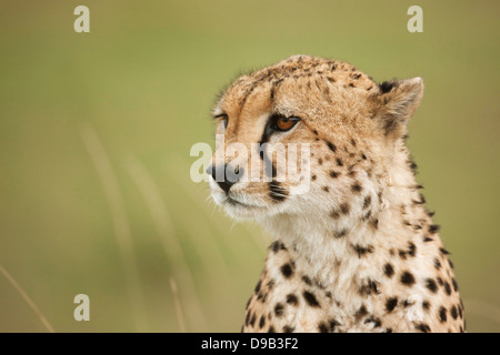 Cheetah close up ritratto, il Masai Mara, Kenya Foto Stock