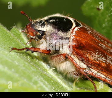Close-up di testa e feathered antenne di un maschio Cockchafer a.k.a. Può Bug (Melolontha melolontha) Foto Stock