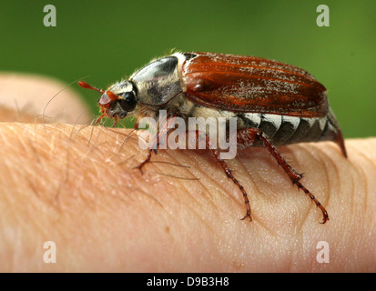 Molto dettagliata di close-up di un maschio Cockchafer a.k.a. Può Bug (Melolontha melolontha) in posa sulle mani e dita, 4 immagini in serie Foto Stock