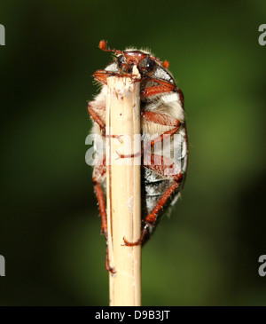 Cockchafer maschio a.k.a. Può Bug (Melolontha melolontha) salendo su una levetta che mostra la testa e le antenne di selvaggina di penna Foto Stock