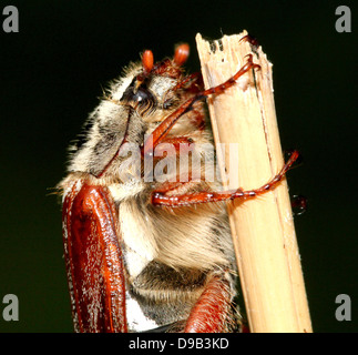 Molto dettagliata di close-up di un maschio Cockchafer a.k.a. Può Bug (Melolontha melolontha) Foto Stock