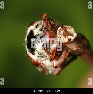 Maschio Cockchafer Eueopean a.k.a. Può Bug (Melolontha melolontha) salendo, visto dall'alto verso il basso, la testa e la selvaggina di penna antenne Foto Stock