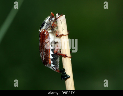 Molto dettagliata di close-up di un maschio Cockchafer a.k.a. Può Bug (Melolontha melolontha) Foto Stock