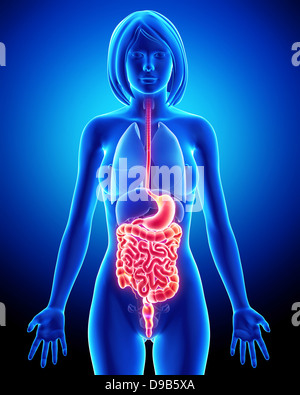 Anatomia della femmina sistema digestivo Foto Stock