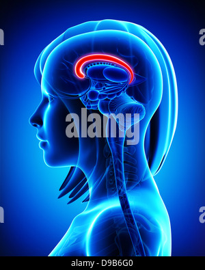Anatomia del cervello cingulate gyrus- sezione trasversale Foto Stock