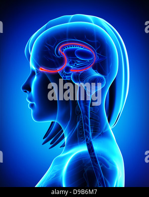 Anatomia cerebrale bulbo olfattivo - sezione trasversale Foto Stock