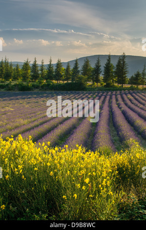 Campo di lavanda, Provenza, Francia Foto Stock