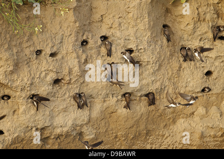 Banca swallow, Sand Martin Riparia Riparia, Uferschwalbe Foto Stock