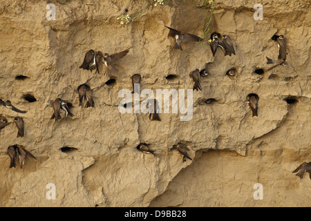 Banca swallow, Sand Martin Riparia Riparia, Uferschwalbe Foto Stock