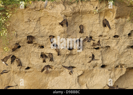 Banca swallow, Sand Martin Riparia Riparia, Uferschwalbe Foto Stock