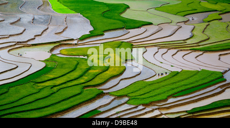 Riso terrazzati campo in Vietnam nella stagione di acqua Foto Stock