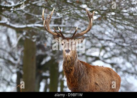 Cervi nella neve in Richmond Park. Ampie parti del Regno Unito erano coperti di neve per la seconda volta questo mese come condizioni invernali spazzare il paese di Londra - Inghilterra - 10.02.12, carta di credito obbligatori: WENN.com Foto Stock