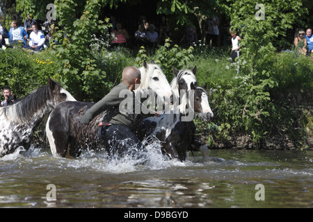 Gli zingari che lavare i loro cavalli e pony nel fiume Eden prima di sfilare per la vendita a Appleby Horse Fair in Cumbria, Inghilterra Foto Stock