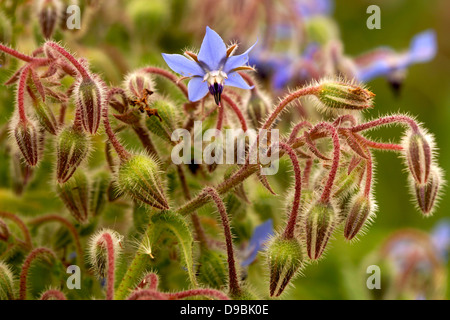 Flor de la borraja, fiore di borragine, flor azul, fiore blu Foto Stock