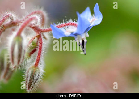 Flor de la borraja, fiore di borragine, flor azul, fiore blu Foto Stock