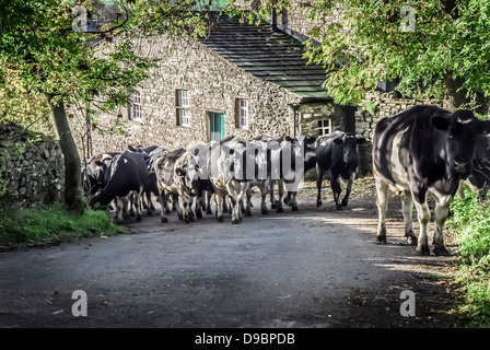 Una mandria di mucche frisone tornando a casa lungo una strada per la mungitura. Foto Stock