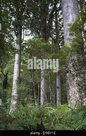 Dh riserva Manginangina NORTHLAND NUOVA ZELANDA Manginangina Kauri a piedi Kauri pioggia gli alberi della foresta Foto Stock
