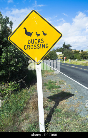 Dh NORTHLAND NUOVA ZELANDA anatre attraversando segno attenzione segnaletica di avvertimento strada nz Foto Stock