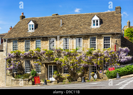 Il Glicine che cresce su un bel vecchio B&B in Norton San Filippo, Mendip, Somerset, Regno Unito Foto Stock