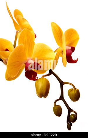 Orchidee giallo rosso, orquidea amarilla y roja, sfondo bianco Foto Stock