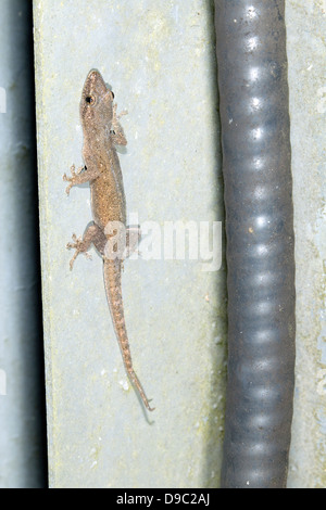 Casa Gecko (Hemidactylus mabouia) su una parete accanto a un cavo elettrico Foto Stock