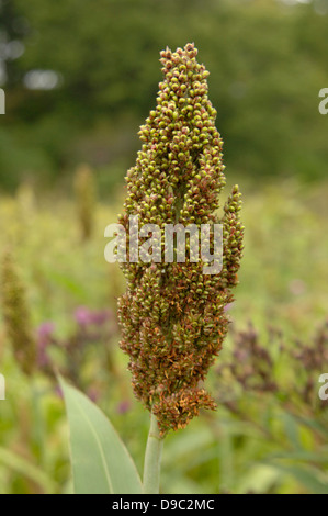 Raccolto di grano di sorgo crescente Settembre 9, 2008 in Tidewater County, Virginia. Sorgo cresce in ambienti troppo duro per il mais o la canna da zucchero è una coltura alternativa per lo zucchero e il grano la produzione di etanolo. Foto Stock