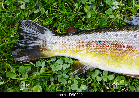 Close-up dettaglio di un appena pescato la trota marrone stabiliti sull'erba. Foto Stock