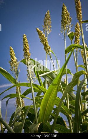 Sorgo crescendo in potenza il giardino di piante presso il National Arboretum a Washington D.C. il 19 agosto 2008. Sorgo cresce in ambienti troppo duro per il mais o la canna da zucchero e potrebbe essere una coltura alternativa per lo zucchero e il grano la produzione di etanolo. Foto Stock