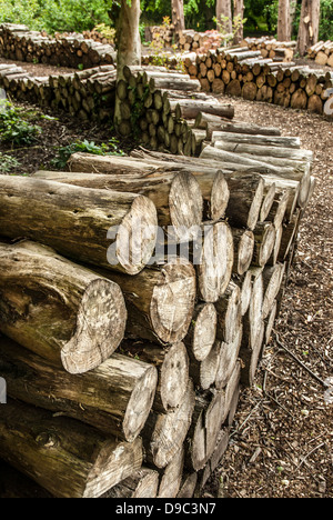 Un patrimonio artistico di disposizione dei registri in una foresta. Foto Stock