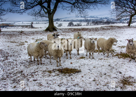 Pecore in coperta di neve campo Foto Stock