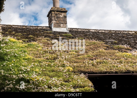 Seedum le piante succulente in fiore sul tetto a capanna. Foto Stock
