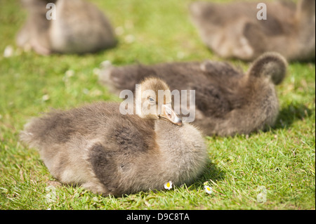 Oche Graylag goslings, Anser anser Foto Stock