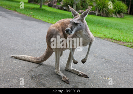 Un canguro rosso (Macropus rufus) su un percorso a piedi, lo Zoo Australia, Beerwah, Queensland, Australia Foto Stock