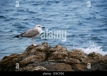 Giallo-zampe immaturo di Gabbiano permanente sulla costa rocciosa Foto Stock