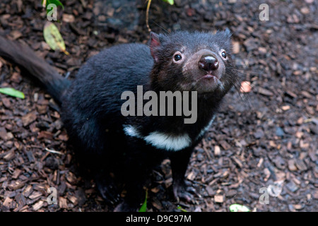 Diavolo della Tasmania (Sarcophilus harrisii) al giardino zoologico dell'Australia, Beerwah, Queensland, Australia Foto Stock