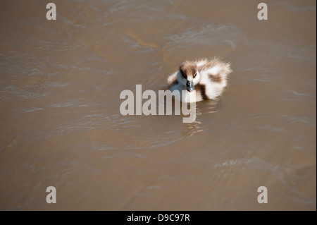 Casarca anatroccolo, Tadorna ferruginea Foto Stock