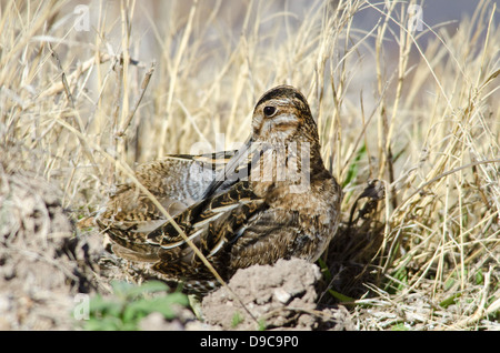 Il Wilson's Beccaccino, (Gallinago delicata), Bosque del Apache National Wildlife Refuge, Socorro Co., New Mexico, negli Stati Uniti. Foto Stock