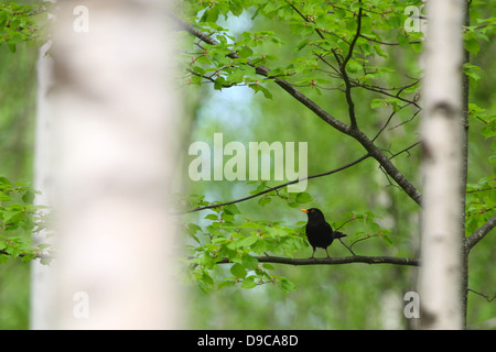 Merlo (Turdus merula) nella foresta di primavera. L'Europa. Foto Stock