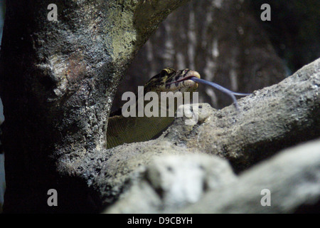 comodo dragon Foto Stock