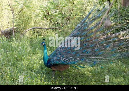 Un pavo in un giardino Foto Stock