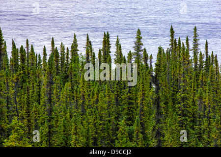 Vista del tramonto di Willow Lake e da alberi di pino, Alaska, STATI UNITI D'AMERICA Foto Stock