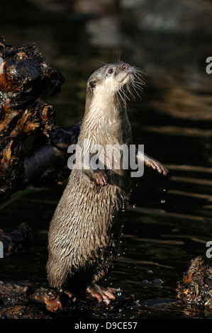 Asian corto-artigliato otter in piedi sulle zampe posteriori Foto Stock